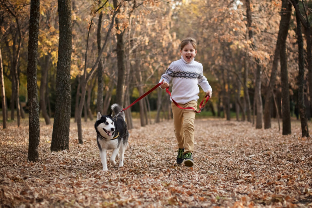 A boy walking a Husky through the woods