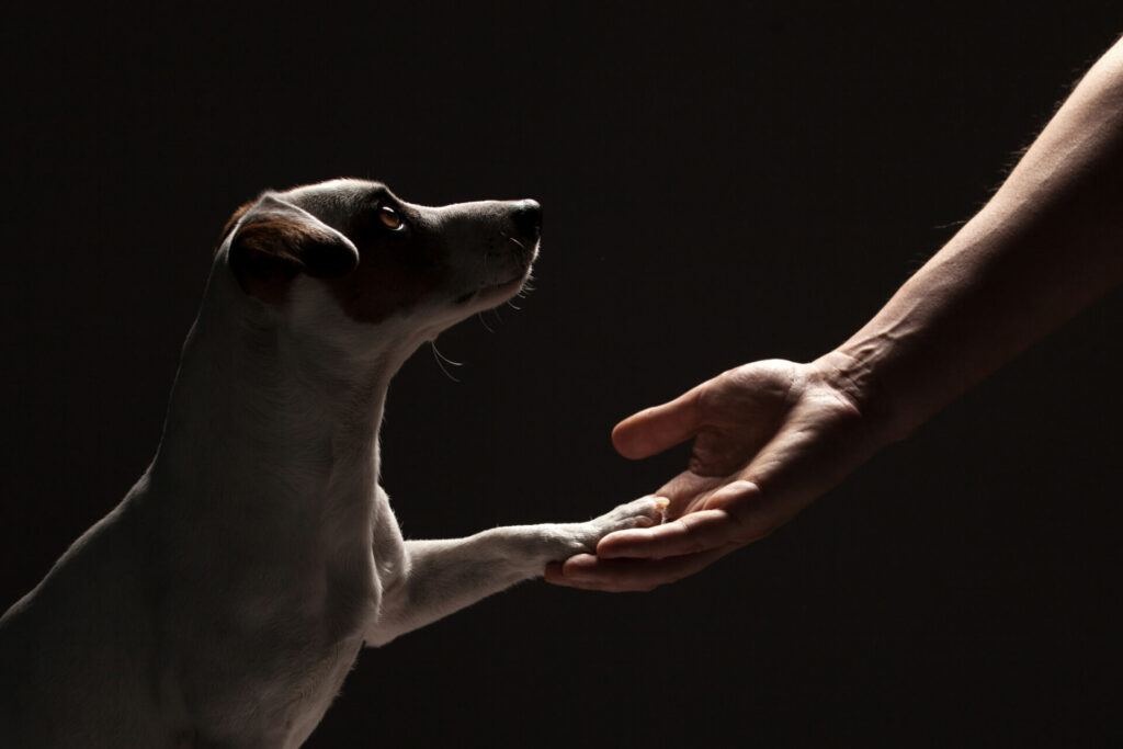 A dog puts its paw into an outstretched hand.