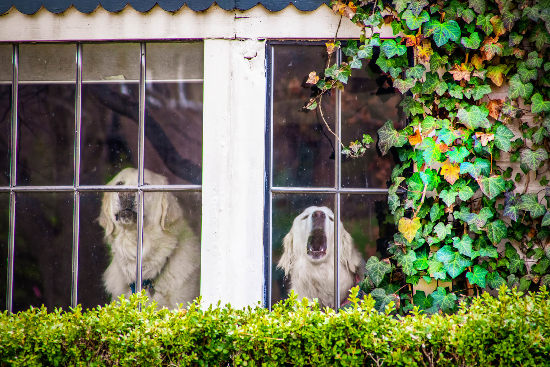 Two dogs barking out a window