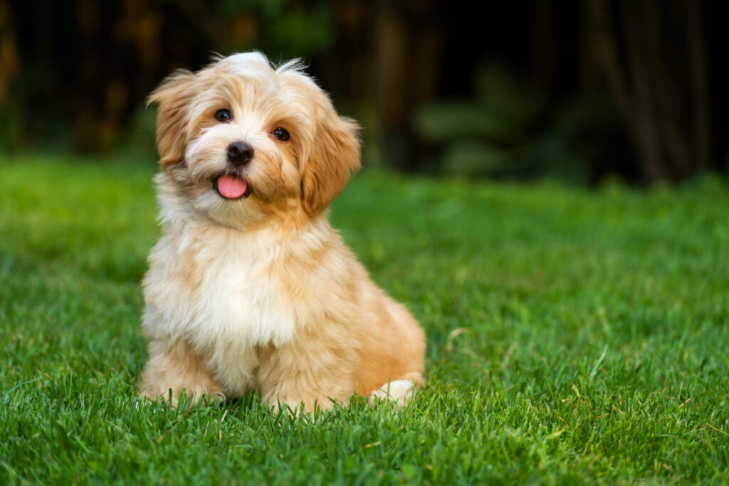 A cute puppy sitting in green grass looks at the camera while tilting its head.
