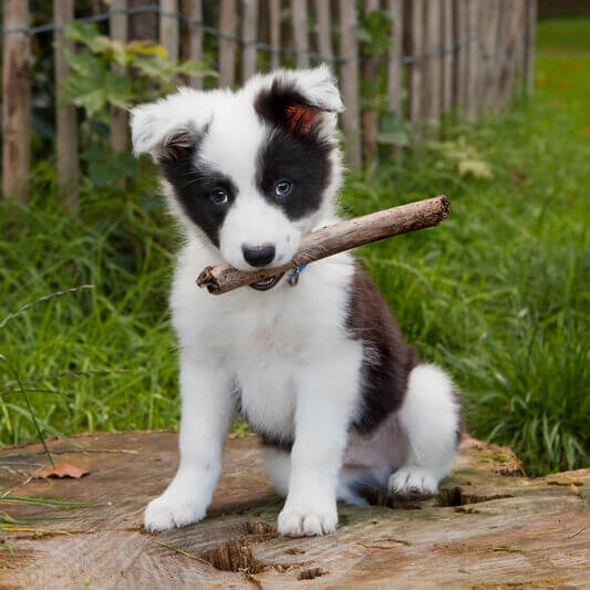 A puppy holds a stick in its mouth.