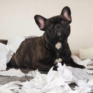 A small black dog sits amongst ripped paper.